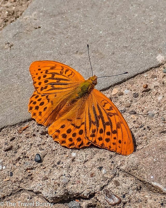 mirela_iepurela's tweet photo. A beautiful butterfly spotted while we were taking some cover from the sun.

#mothernature #butterfly #animals_in_world #animalslover #insects_of_our_world #animalstyle #littlemoments #littlebitsof_life #littledude #insectsofinstagram #butterfly_hdr #animaladdict #animalia #… https://t.co/fW8o2xq83p