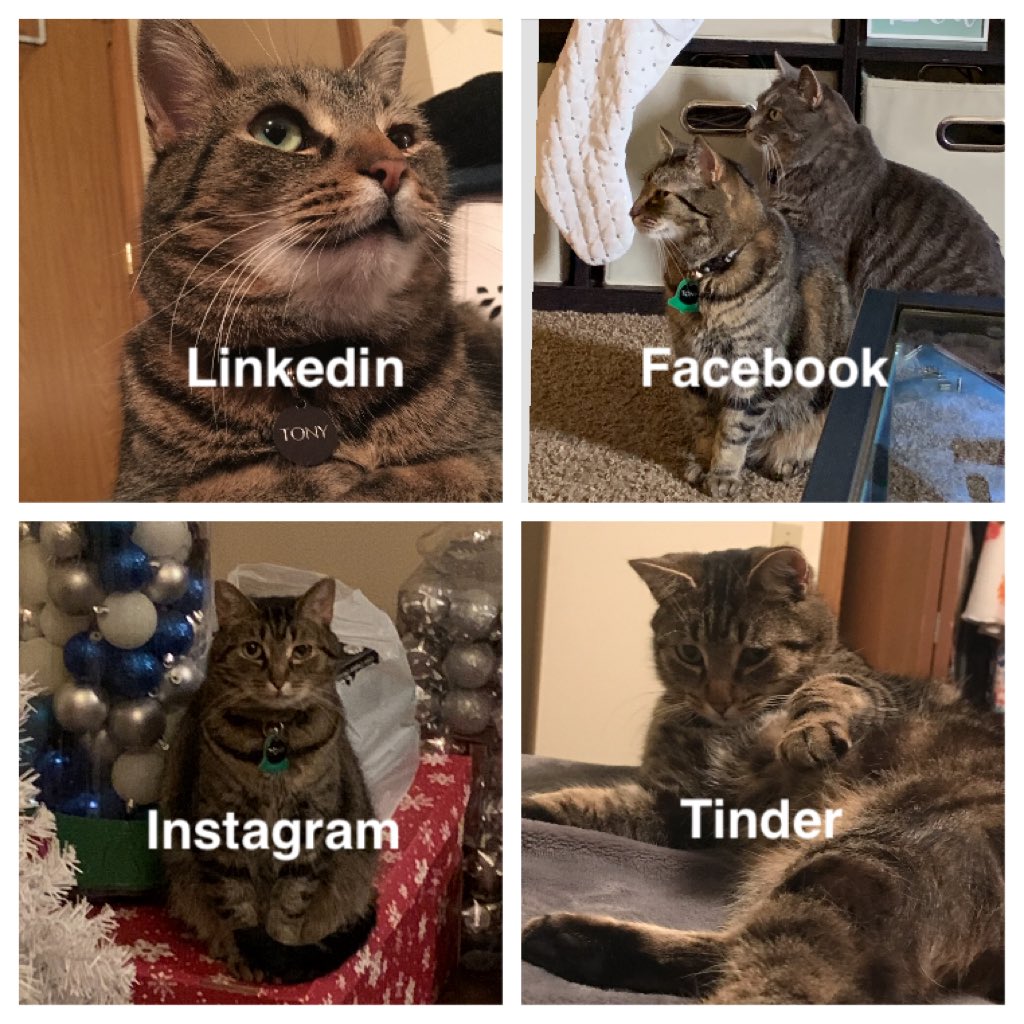 tminni's tweet photo. When Brad gets bored, he makes memes of our cat 💀 #dollypartonchallenge #Tony https://t.co/Dbtcs9b8s0