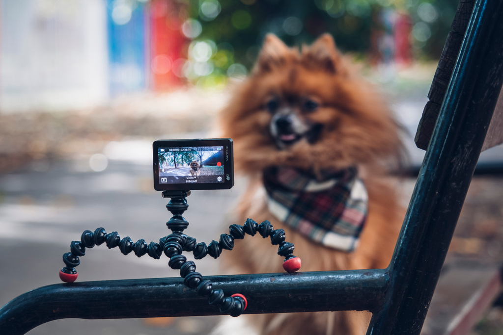 #selfie anyone? cute #pomeranian pup will show you how to use vantop moment serie #actioncam to take the best selfie 😜
#cutedog #doggie