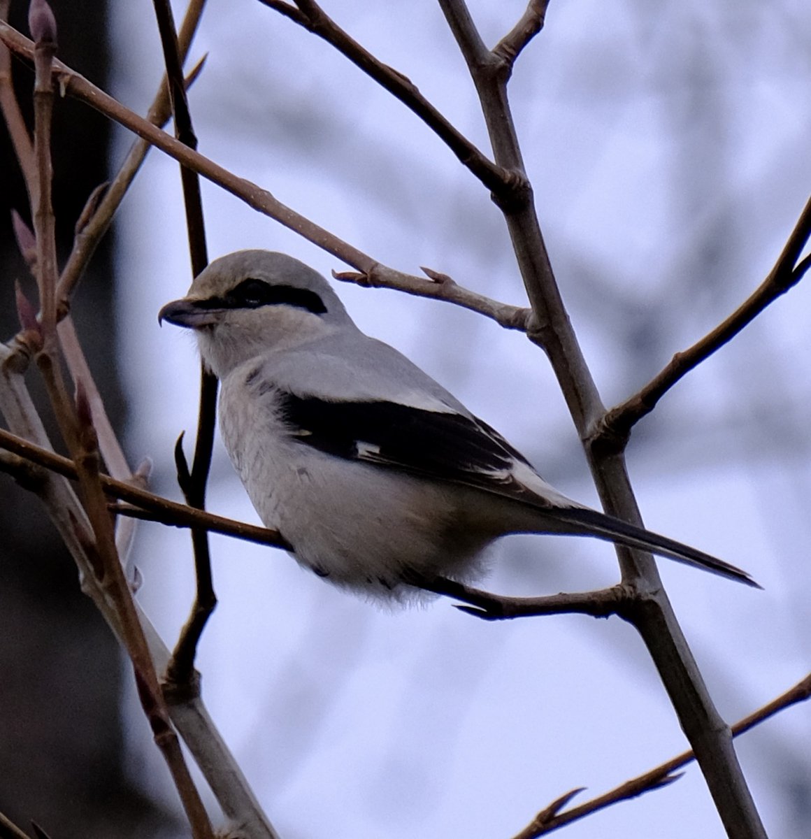 A small grey bird with a hooked beak, black wings and a black eye band sits on a twig.