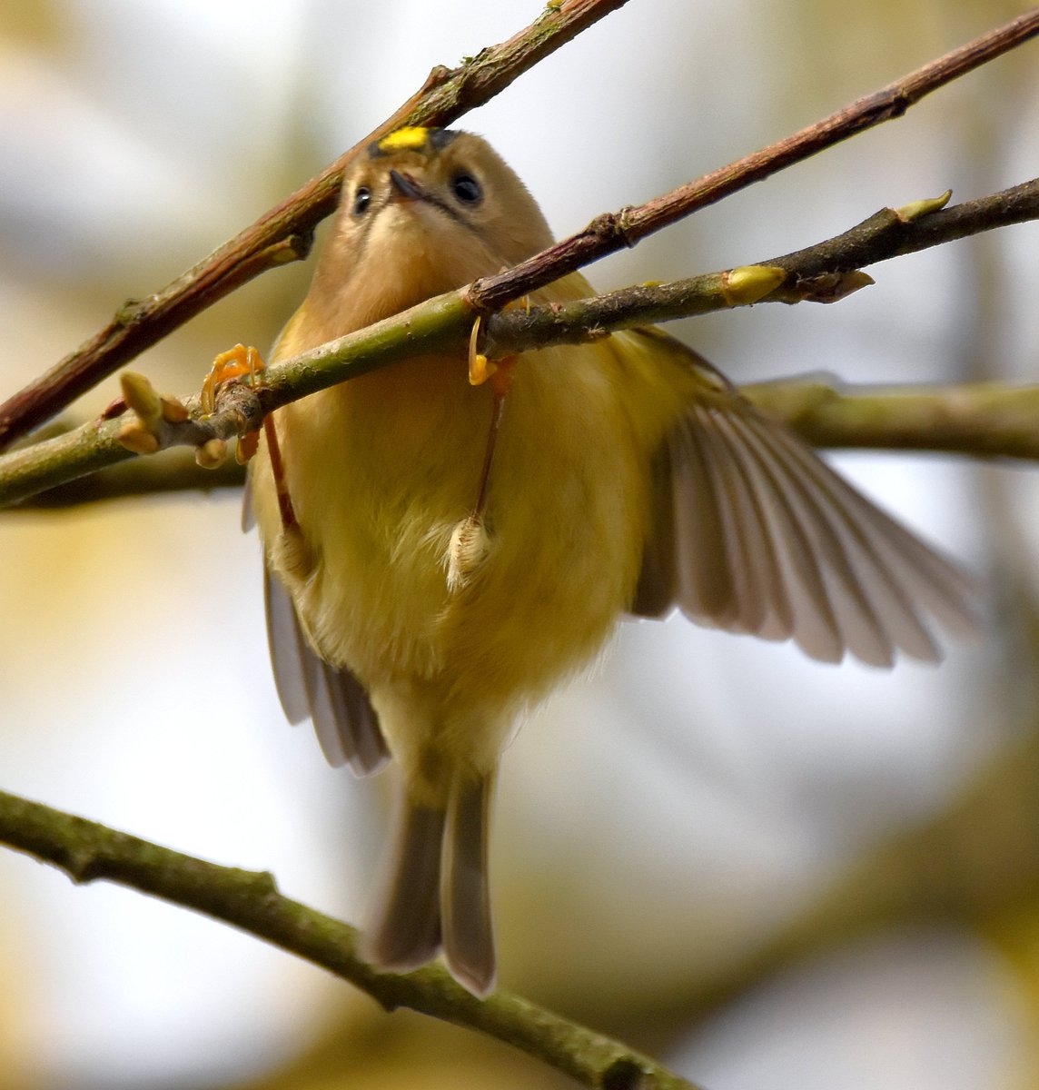 35. Goldcrest  #BigGardenBirdWatch