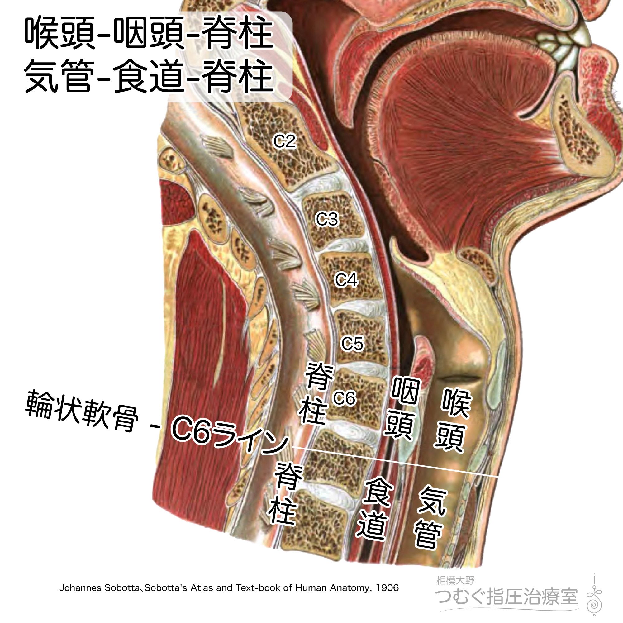 口腔・咽頭・喉頭・気管・食道 口腔咽頭喉頭食道