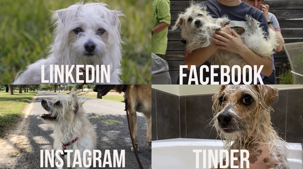 txreen's tweet image. "Get you a pet who can do it all!" Just a reminder, @pvastx is at capacity. Help where you are able: adopt, volunteer, foster, donate or spread the word! #PVASTX #RGV #SouthTexas #whatwouldellendo #whatwoulddollydo