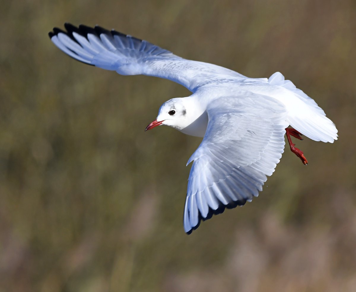 38. Black Headed Gull  #BigGardenBirdWatch