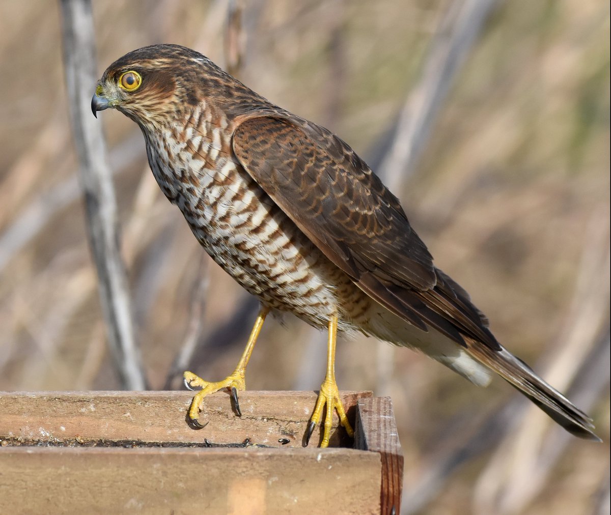 40. Sparrowhawk (Female)  #BigGardenBirdWatch