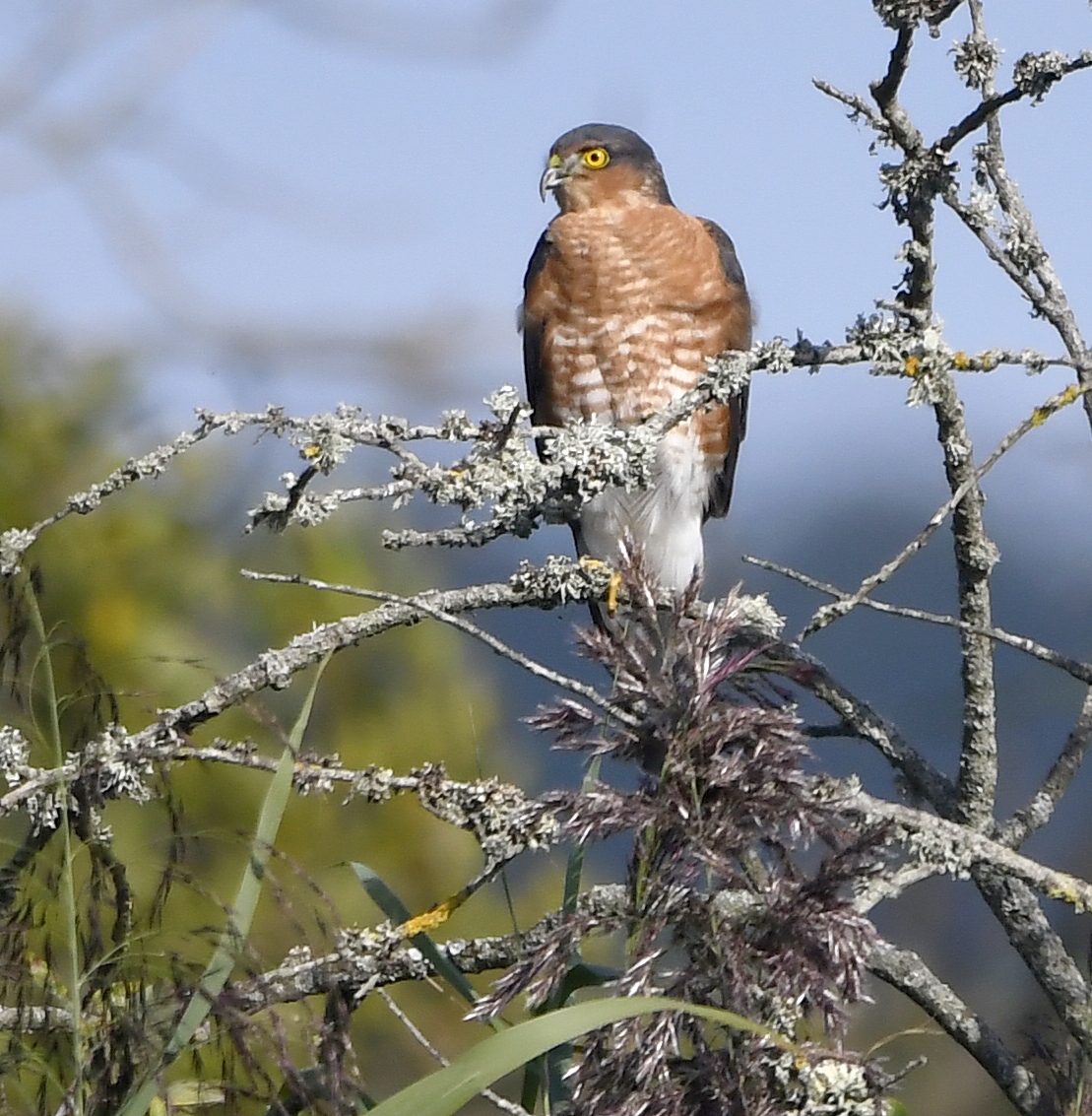 39. Sparrowhawk (Male) #BigGardenBirdWatch