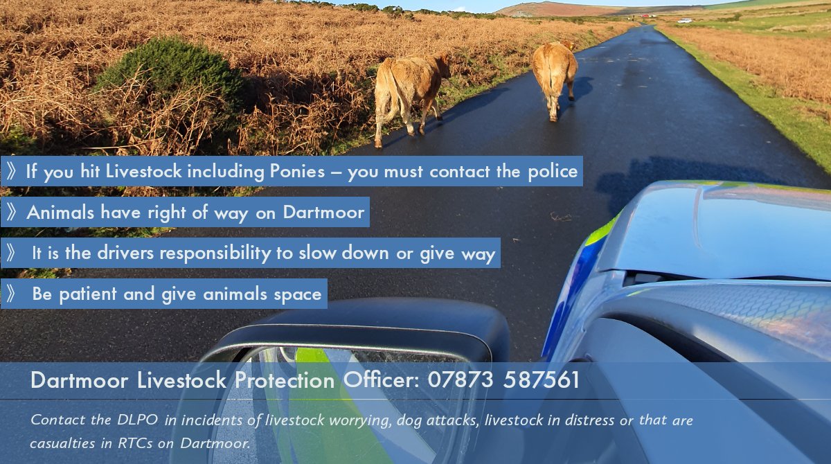 If you're heading onto the #Moors this weekend, please remember that the #Livestock that call it home have right of way. Be patient &amp; give them space, they don't all have #RoadSense. If you see one, check for more. If you do collide with an animal you must report it to the Police