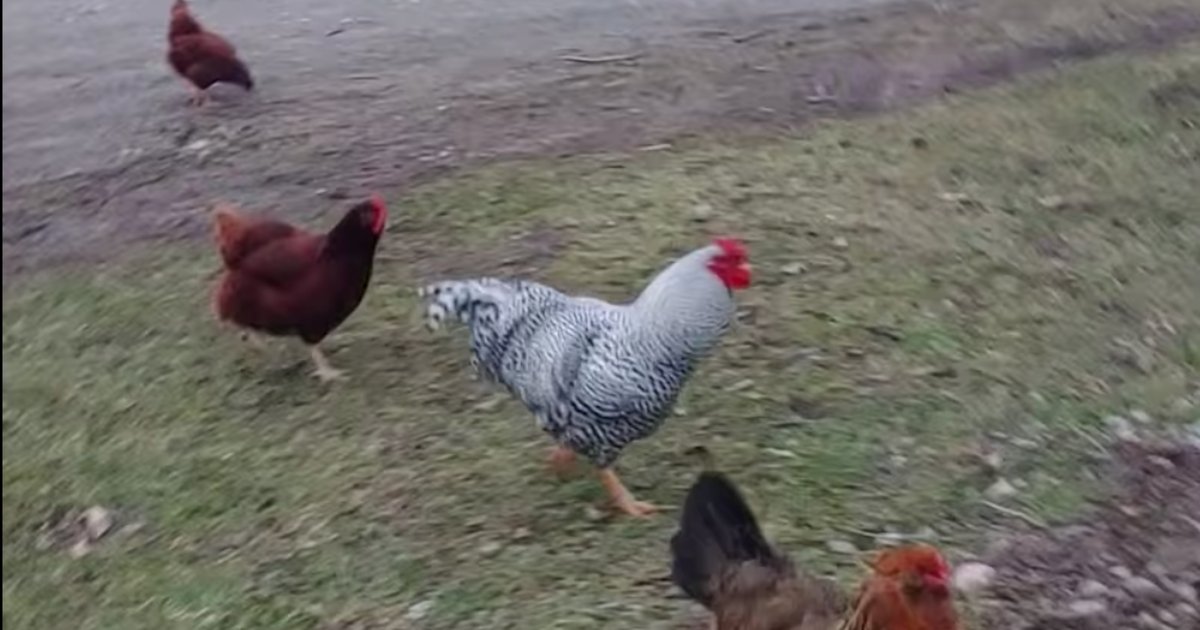 MSocMed's tweet photo. Watch Kyle the rooster totally lose it when it's time to eat https://t.co/rubbwpiQN3 https://t.co/s9zezq4yHJ