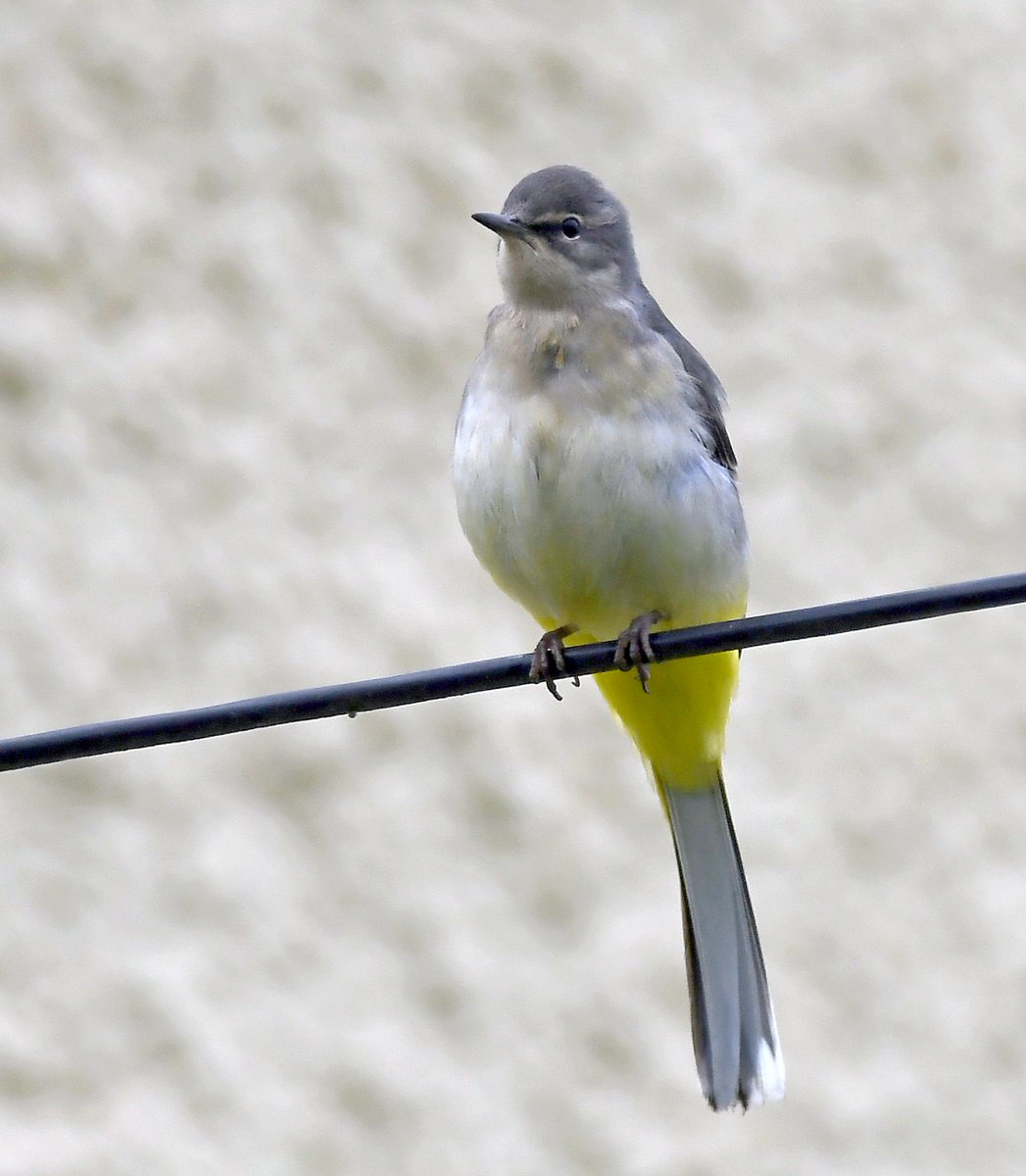 42. Grey Wagtail  #BigGardenBirdWatch
