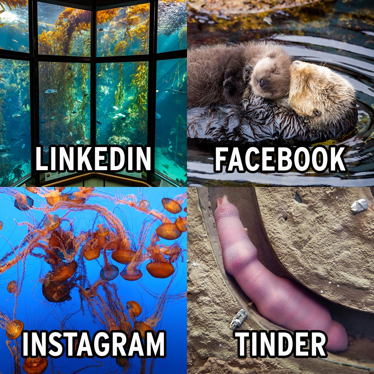 Four panels of Aquarium images, the Kelp Forest exhibit labelled "LinkedIn", a sea otter mom and pup labelled "Facebook", the sea nettle exhibit "Instagram" and a fat innkeeper worm labelled "Tinder"
