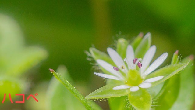 じん 今日のピックアップ フクシア 花名の由来 属名の学名 Fuchsia フクシア はドイツの植物学者レオンハルト フックス Leonhart Fuchs 1501 1566 の名前にちなみます 日本では花の姿を釣りのウキに見立てて 釣浮草 ツリウキソウ の別名