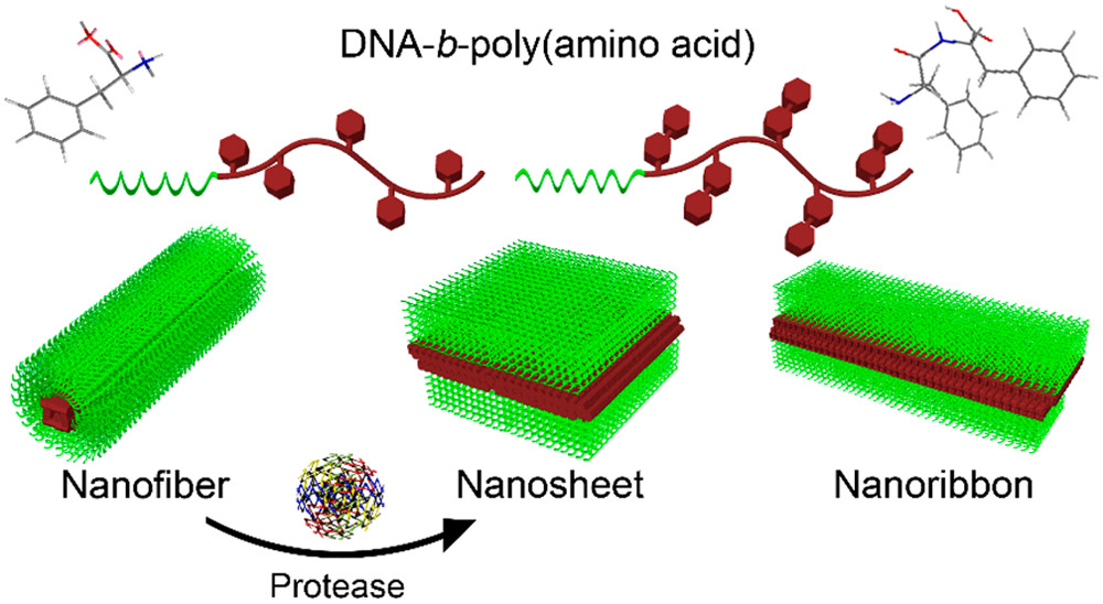 nanotrac's tweet photo. ACS Nano [ASAP] Peptide-Driven Shape Control of Low-Dimensional DNA Nanostructures: ACS NanoDOI: 10.1021/acsnano.9b09312 https://t.co/Vwm7i4MRh3 Via @acsnano #ACSNano #Nanoscience #Nanotechnology #TheoryOfNanostructures #Biology #SelfAssembledStructures #Nanomaterials https://t.co/ETrtW484Tc