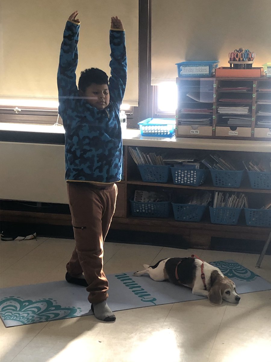 Who needs yoga with goats 🐐 when we have Eddie. <a href="/KerriPieper/">Kerri Pieper</a> <a href="/SusanLeggett11/">Susan Leggett</a> #yoga with dogs #therapy dogs