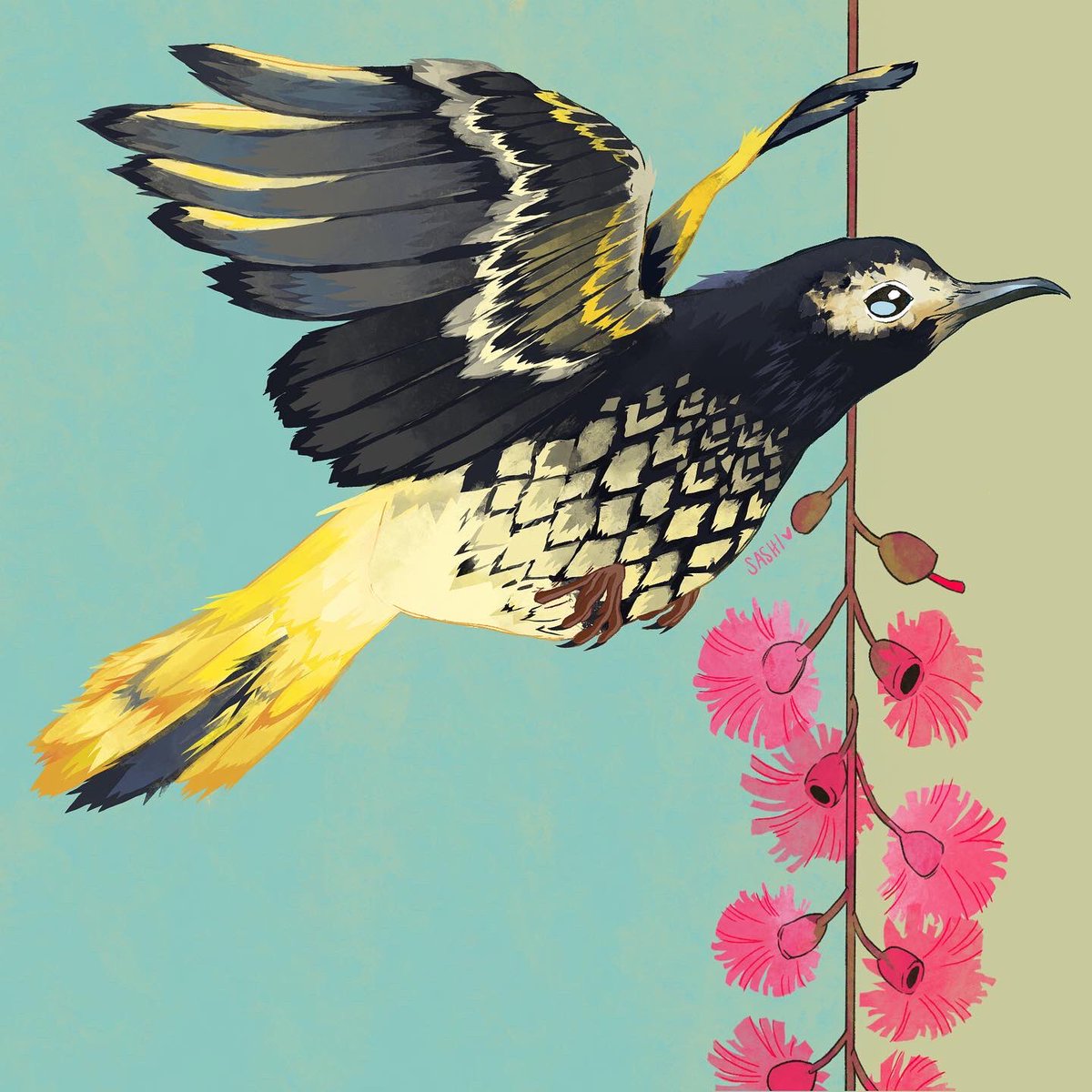 chaiteasashie's tweet photo. regent honeyeater 🌺 https://t.co/QrvNkj5mQk