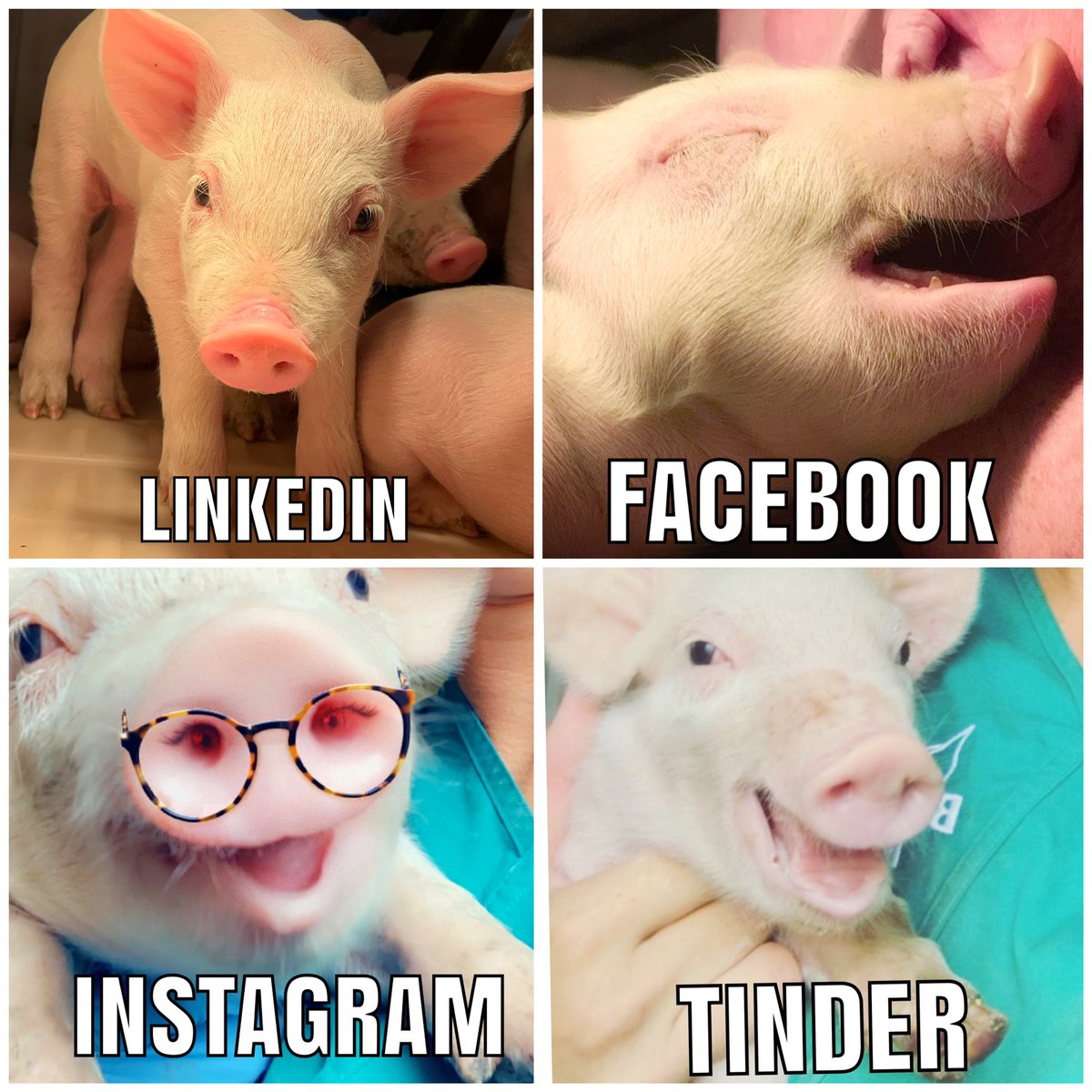 BrennemanPork's tweet photo. If you thought the stars of the farm couldn’t pull off the #dollypartonchallenge then you were mistaken! https://t.co/RL9oVyJC6i