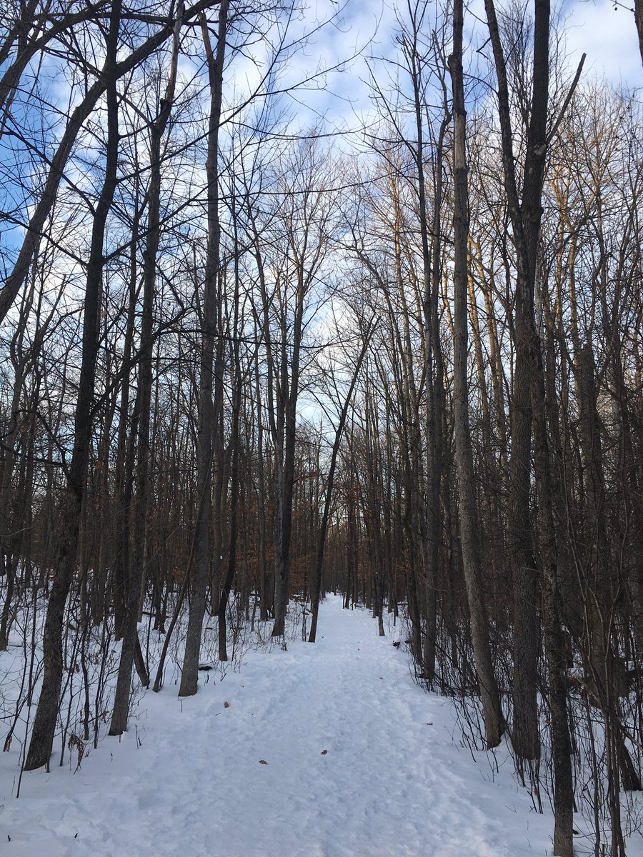 JRohonczy's tweet photo. Today was a beautiful day to TA a field excursion! Students explored the effects of Emerald Ash Borer infestation in the Ottawa Valley.  #TALife #FieldWork #OCIB  #InvasiveSpecies @CarletonScience https://t.co/7EFg99vGVh
