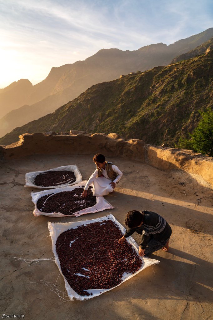 sarhaniy's tweet photo. Coffee plantation south of SaudiArabia
في مزرعة الشاعر الكريم سلمان الحريصي، أحد أجمل مزارع #البن_الخولاني التي رأيتها ما شاء الله تبارك الله، وهي في قرية الهديهدة غربي جبال الحشر @abo_sari2018 https://t.co/p226R8E2hM