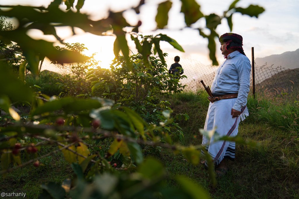 sarhaniy's tweet photo. Coffee plantation south of SaudiArabia
في مزرعة الشاعر الكريم سلمان الحريصي، أحد أجمل مزارع #البن_الخولاني التي رأيتها ما شاء الله تبارك الله، وهي في قرية الهديهدة غربي جبال الحشر @abo_sari2018 https://t.co/p226R8E2hM