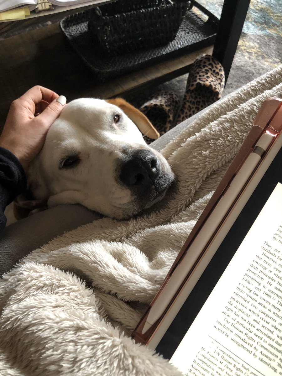 katiestriff's tweet photo. Instead of posting about how crap things are right now in the world, here’s another pic of my dog Daisy providing critical emotional support while I work on grad school final essays. She’s so cute & sweet, it makes challenging academic work way less stressful. #pupsnotpolitics https://t.co/CtzbPxvq6L