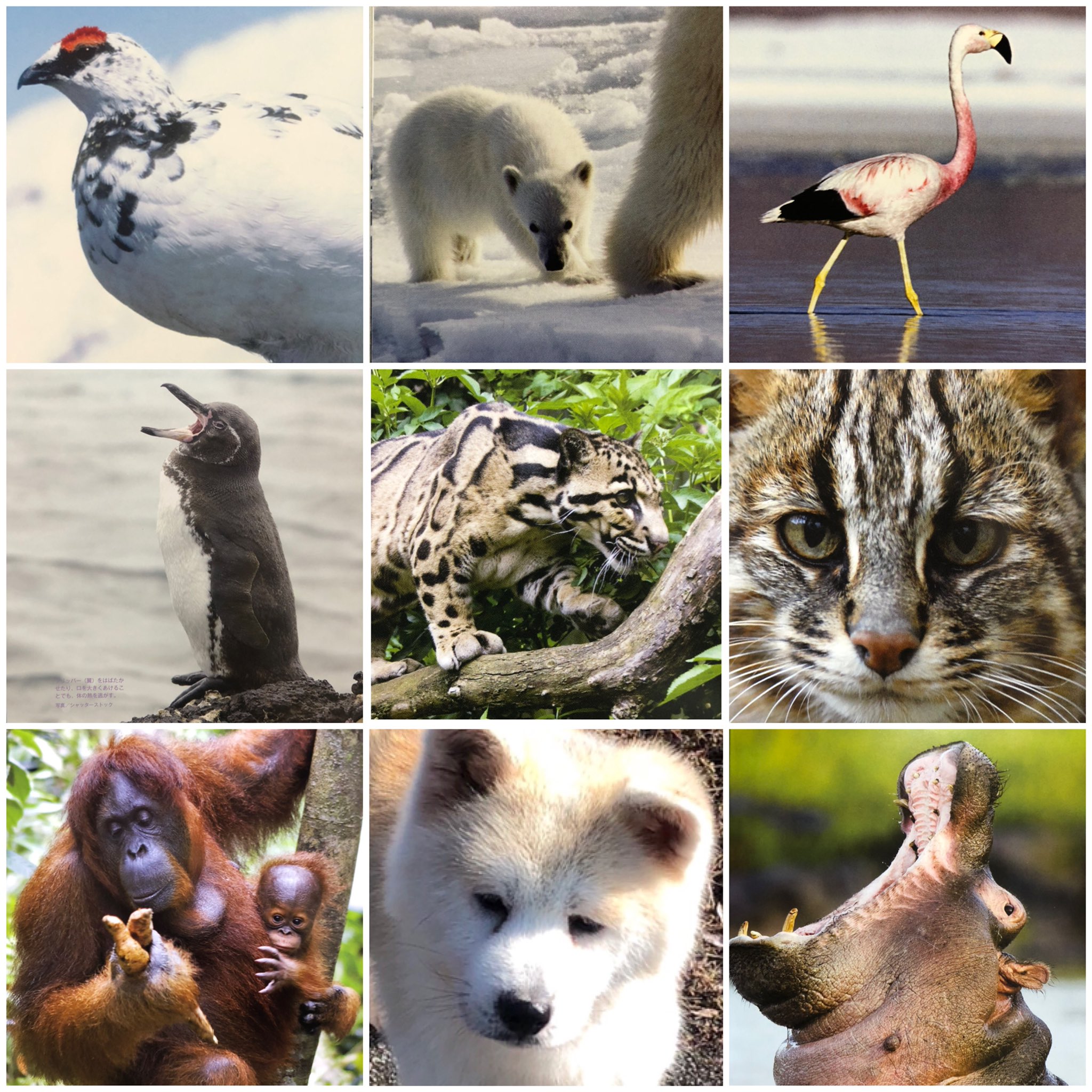 秋田猫 野生動物カメラマン 岩合光昭 涙が出るくらいかっこいい 借りも子育てもひとり 心打たれるメスのチータ だいたい双子 100m7秒 ホッキョクグマ 待つという意識を持たない 人間のフィルターを外して接する 動物に学ぶというのは人間優位の発想 動物の