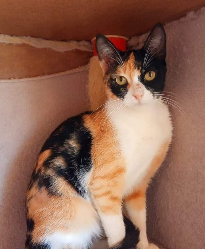 CorazonPeludito's tweet photo. SOY #MARGOTH tengo 1 año. 
Estoy esterilizada, desparasitada, con pruebas virales negativas y me entregan vacunada. 
Soy una gata sociable, amorosa, ideal para complementar tu #Familia
Si tú quieres brindarme un #HOGAR  escribe al 311 237 8570
#AdoptaNoCompres https://t.co/hHgaWYIXhv