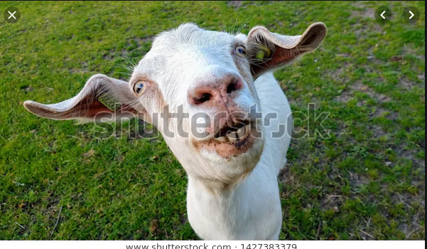 TheCJMorgan's tweet photo. Everyone who retweets this picture of my baby goat, Tumbletumskin, will be registered to win a pair of tickets to AWOLNATION courtesy of @101x https://t.co/mIZrnNQQaZ