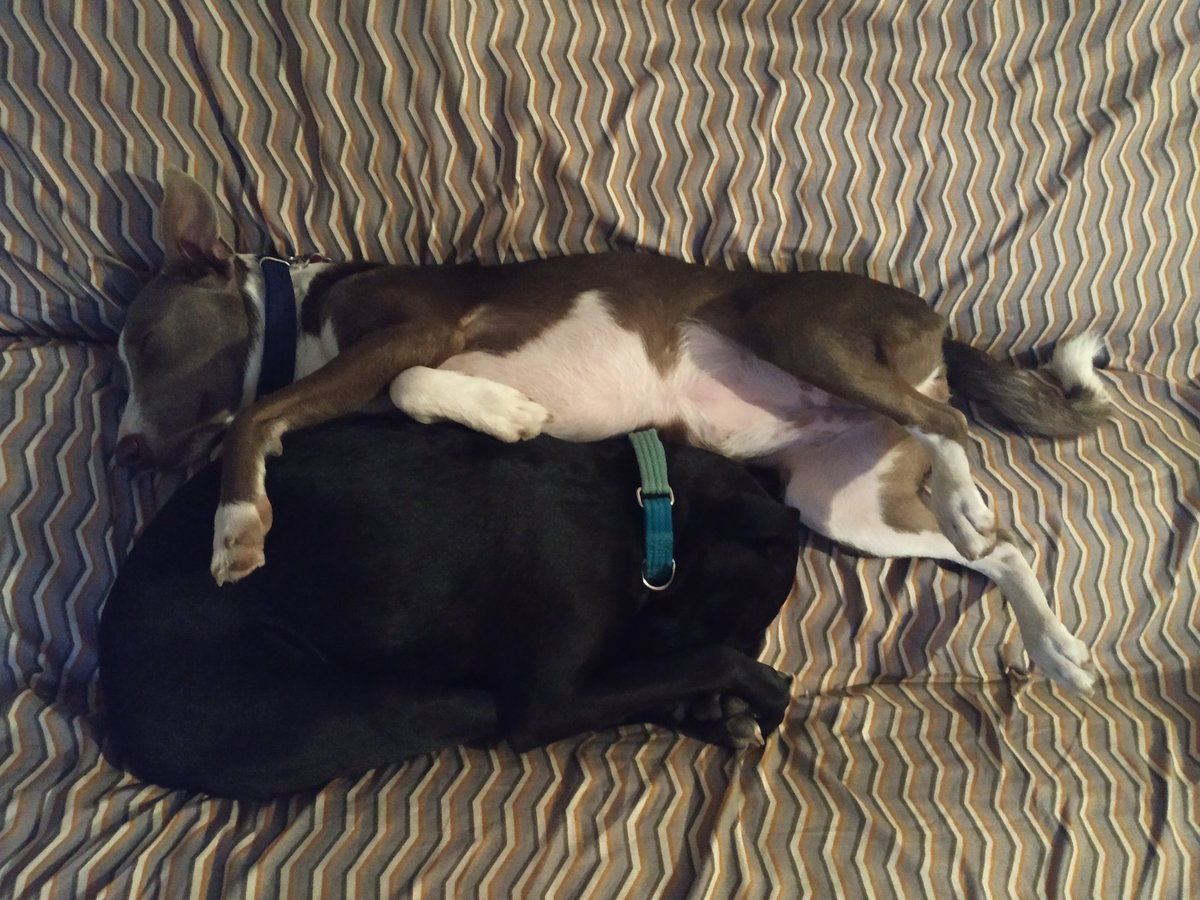 PiaTalli's tweet photo. @SuavesLomitos @URMORALES  lomitos durmiendo. Hermanas Niña y luna https://t.co/p8uRbZkwtp