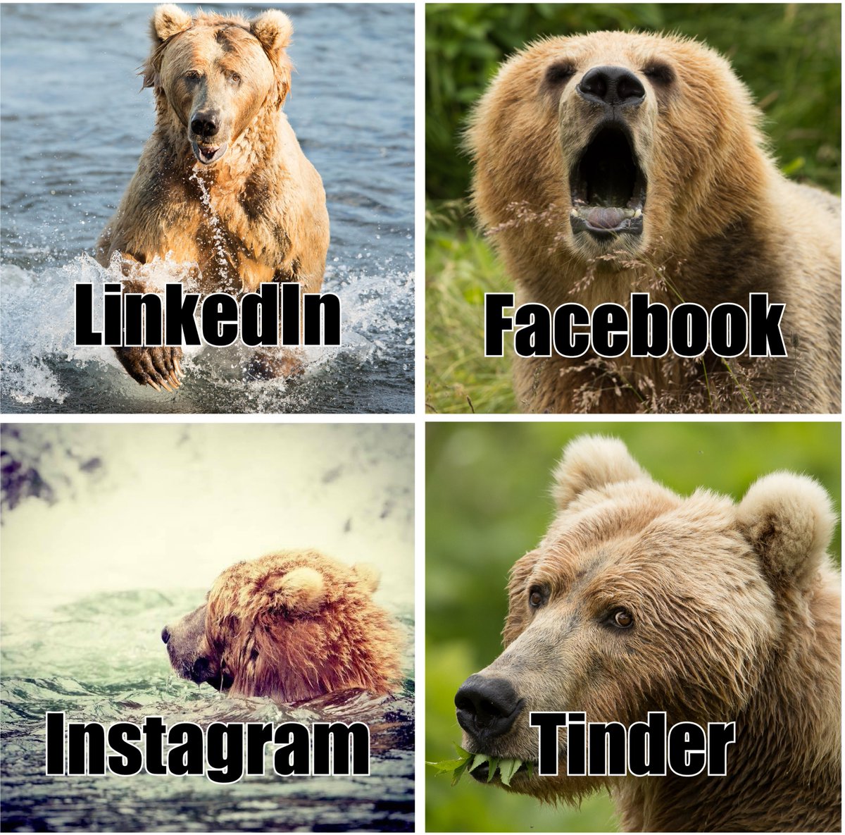 kodiak bears doing the #dollypartonchallenge