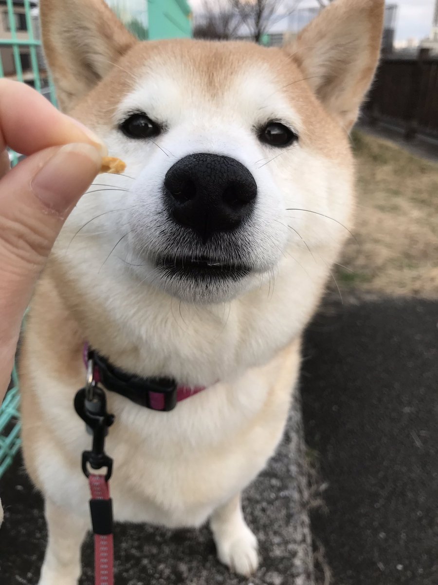 柴犬のモモ カリカリササミの俯瞰視点 柴犬 愛犬 犬 Shibainu Shibadog Cute Kawaii 柴犬のモモ カリカリササミの俯瞰視点 柴犬 愛犬 犬 Shibainu Shibadog Cute Kawaii