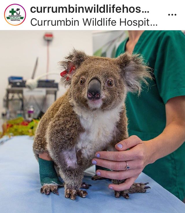 2interativa's tweet photo. #AustralianBushfires #SaveTheKoalas 🐨 🐨#SaveTheAnimals🦘🦘They still need help. 🆘🇦🇺🐨🦘Link:https://t.co/w1ZqSntQr0… gofundme 🐨#HowToDonate #CurrumbinWildlifeHospital 🇦🇺🐨🦘🏥 is one of the busiest wildlife hospitals in the world, admitting over 11,500 patients each year.” https://t.co/EgMeHoOk0h