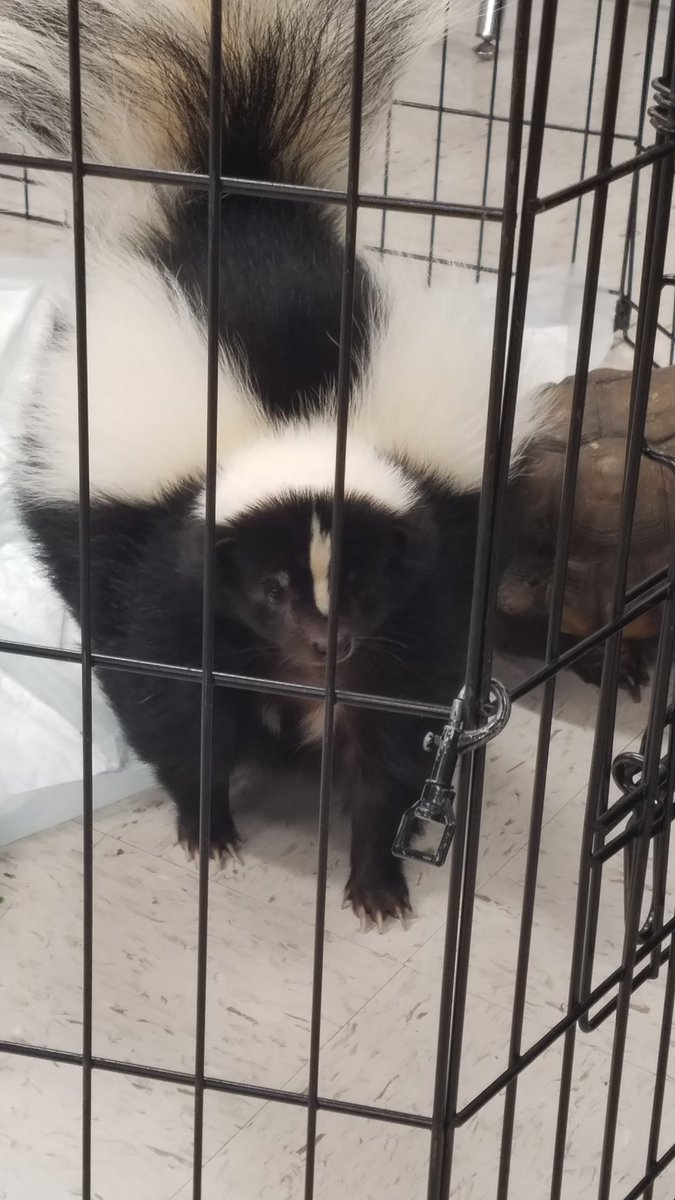MsBarnowske5th's tweet photo. What a great experience for our kids presented by Southern Wildlife Rehab, Inc. @alphaedutainer @MrsBoothLVE #LVEBeLegendary @NISDLeonValley https://t.co/FtpOq5x531