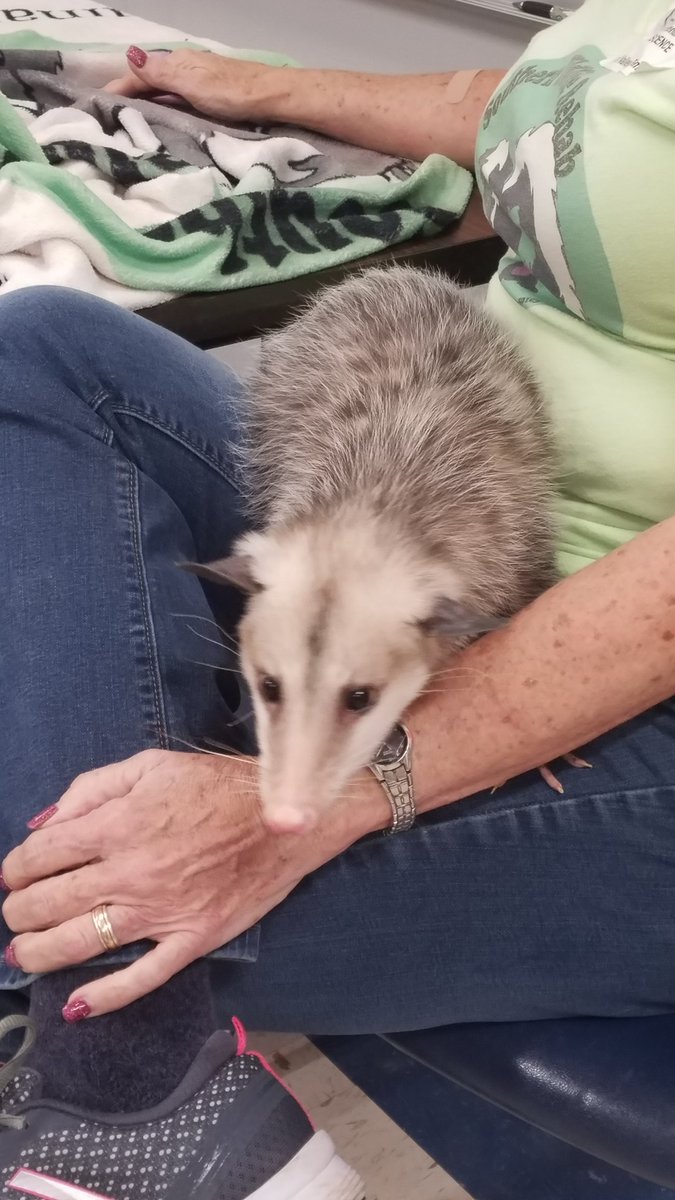 MsBarnowske5th's tweet photo. What a great experience for our kids presented by Southern Wildlife Rehab, Inc. @alphaedutainer @MrsBoothLVE #LVEBeLegendary @NISDLeonValley https://t.co/FtpOq5x531