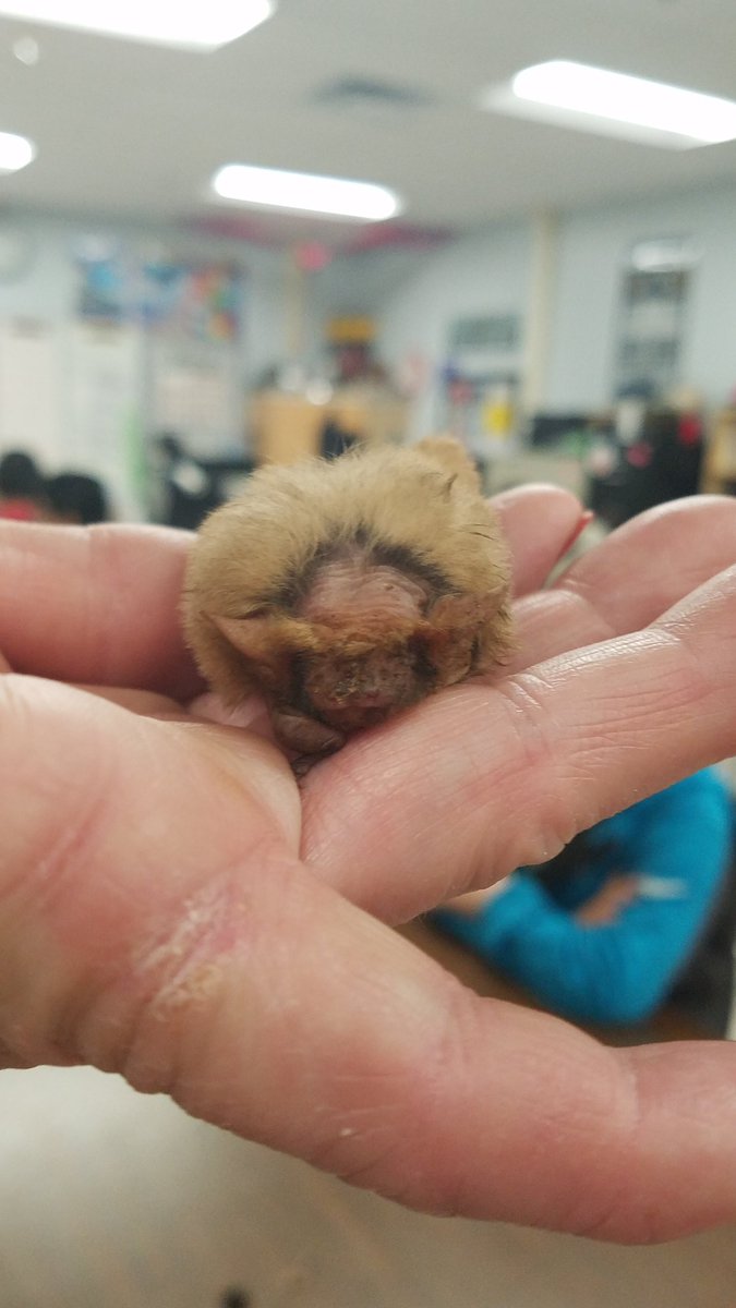 MsBarnowske5th's tweet photo. What a great experience for our kids presented by Southern Wildlife Rehab, Inc. @alphaedutainer @MrsBoothLVE #LVEBeLegendary @NISDLeonValley https://t.co/FtpOq5x531