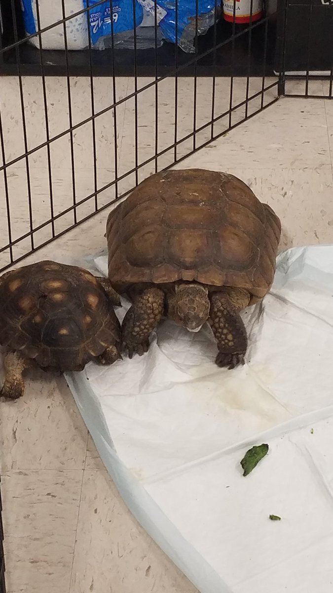 MsBarnowske5th's tweet photo. What a great experience for our kids presented by Southern Wildlife Rehab, Inc. @alphaedutainer @MrsBoothLVE #LVEBeLegendary @NISDLeonValley https://t.co/FtpOq5x531