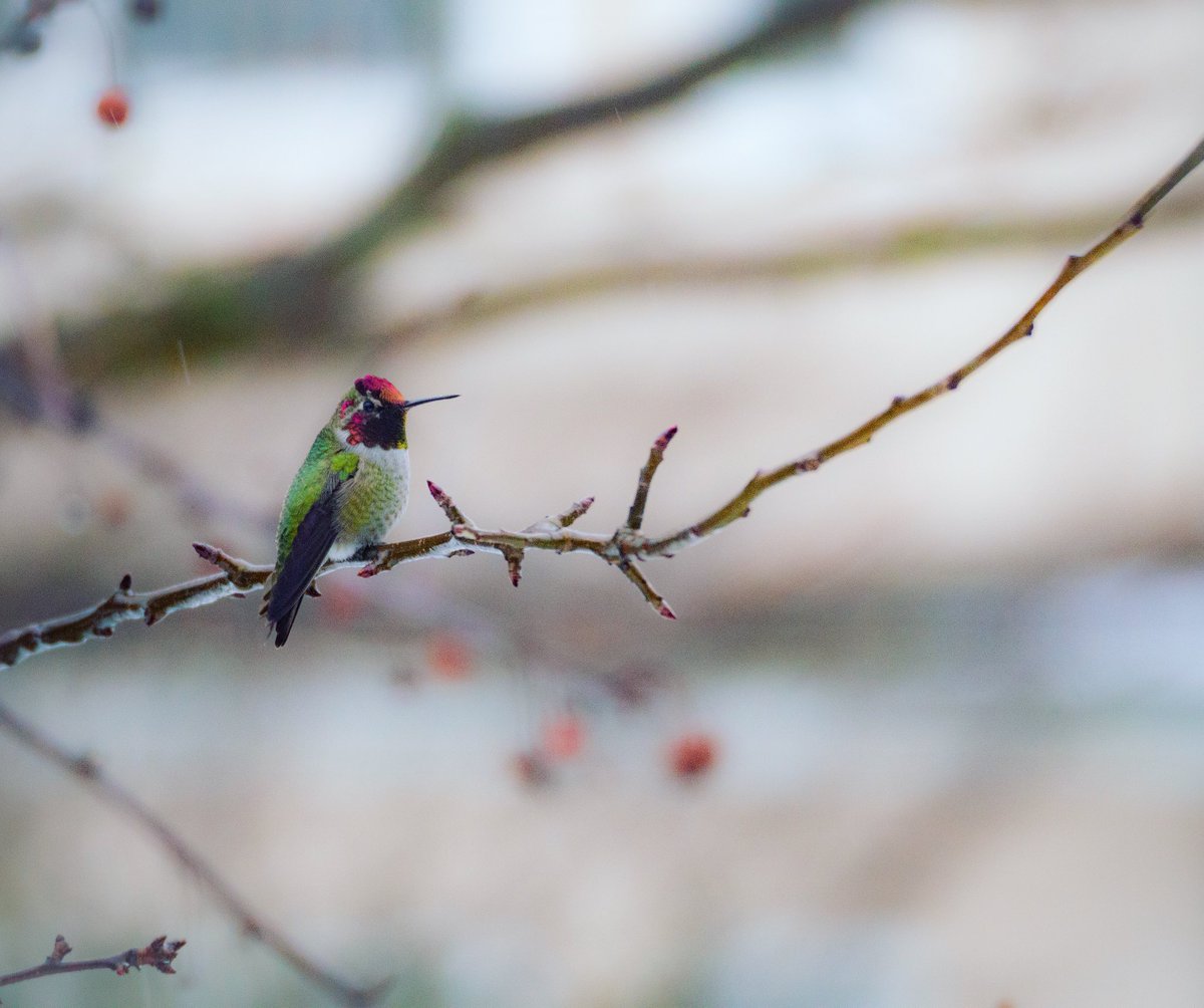 My view this afternoon...happy Friday all!
.
.
.
. #annahummingbird #dailyviewbc #vancouverbc  #vancouverwinter #BeautifulBC #birdsofvancouver #photooftheday #pnwlife #hummingbird #pnwphotographer  #vancouverphotographer #olympus #raw_canada #westcoastisthebestcoast #globalbc