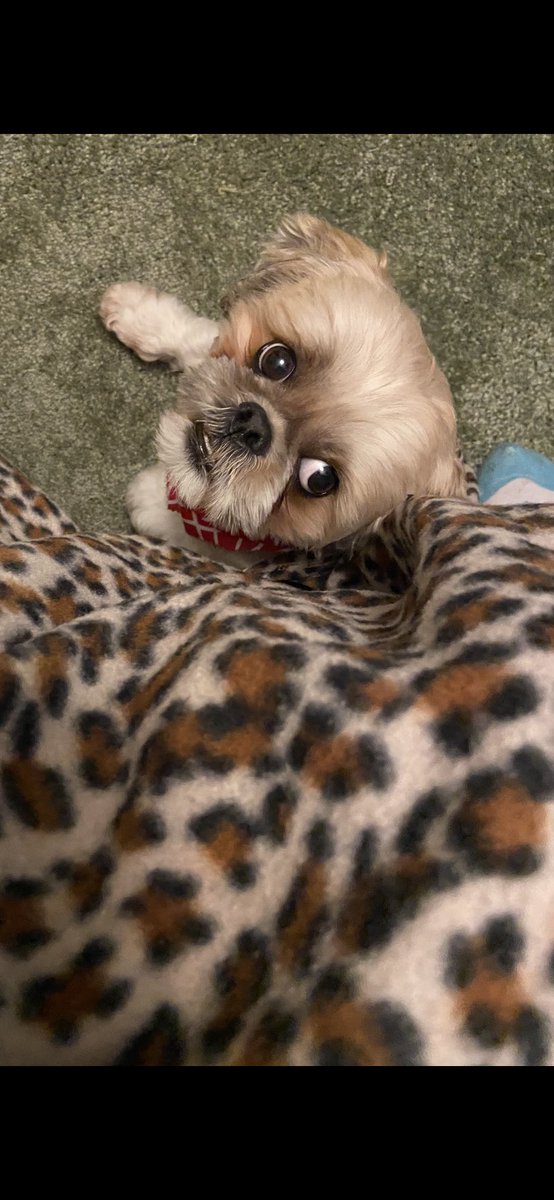 paulette01234's tweet image. #Peace2America as per doggy 🐶 Chewy #Pwow 💪🐶✍🏽