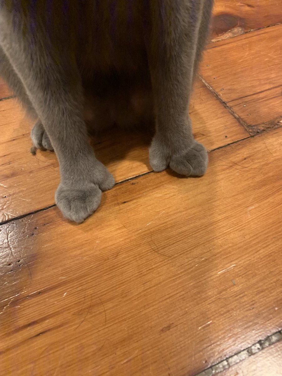 strawberryTrav's tweet photo. look at this handsome man with extra toes!!!!!!! https://t.co/xlv0u7hTC0