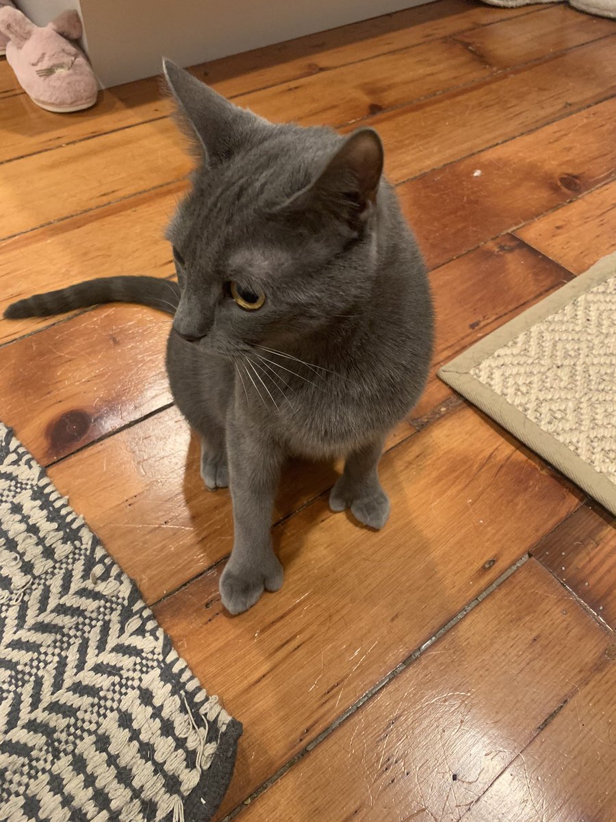 strawberryTrav's tweet photo. look at this handsome man with extra toes!!!!!!! https://t.co/xlv0u7hTC0