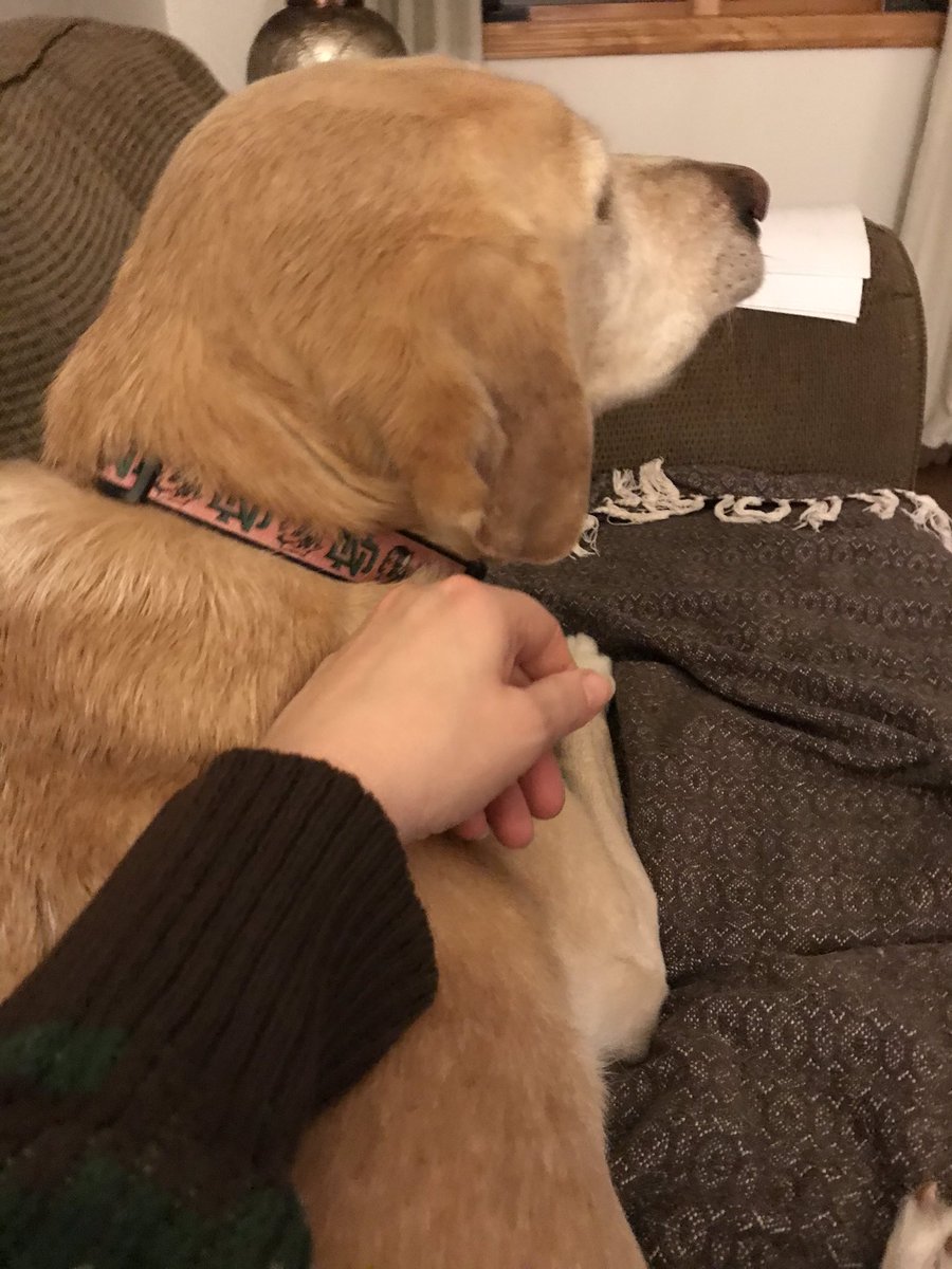ShirleysPets's tweet photo. Getting a little snuggle time in with my Maggie tonight.... #ShirleysPets #petsitting #dogwalker https://t.co/wBlPO8UBef