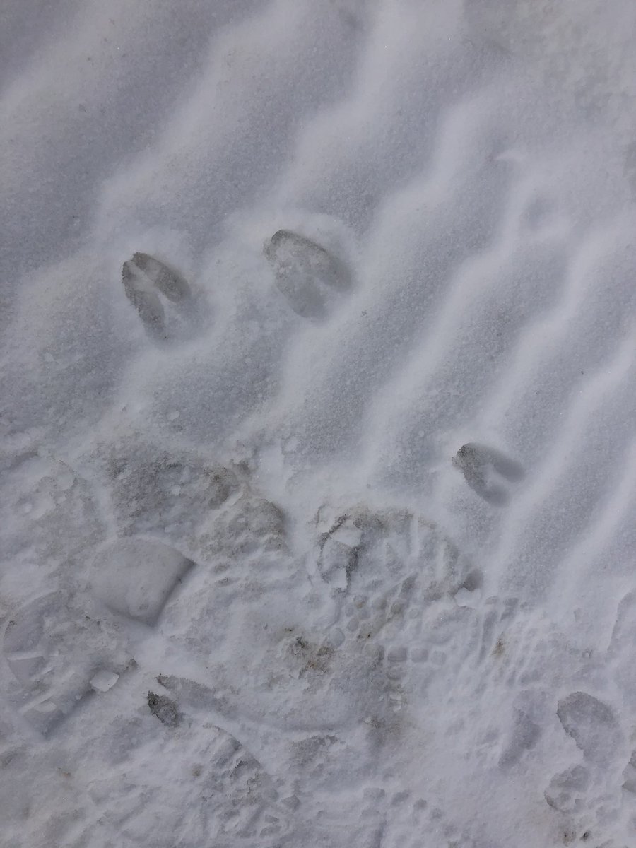 Had a lovely day thinking together with #sd60 educators in Fort St John. How does the climate and environment create opportunities for thinking about math in different ways? How is outdoor learning experienced in the different regions of our province? 
<a href="/BCAMT/">BCAMT</a> #BCAMTreggio