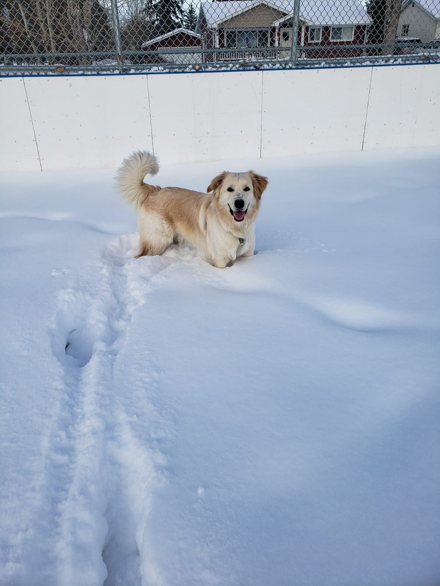 My Canadian raised pupper :)