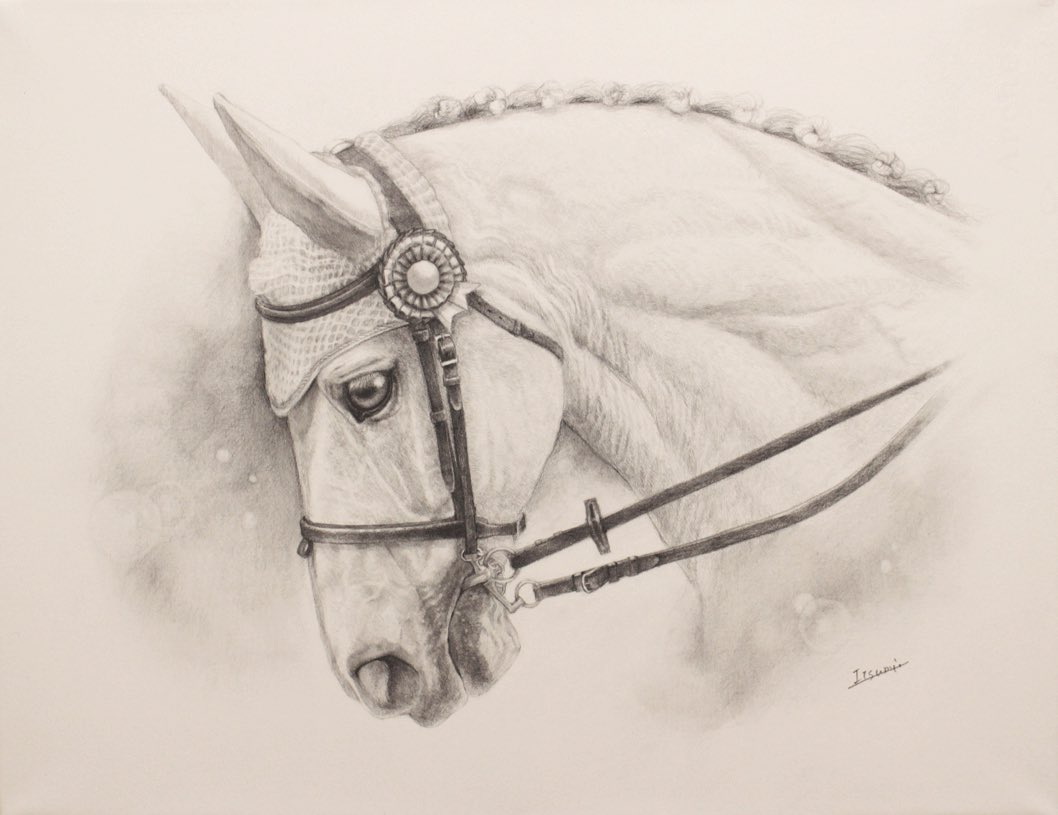 ルシュクル。
#horseportrait #馬の絵 #アルシュ #鉛筆画 
中山競馬場の誘導馬さんがモデルです。馬場馬術の馬装でもあります。