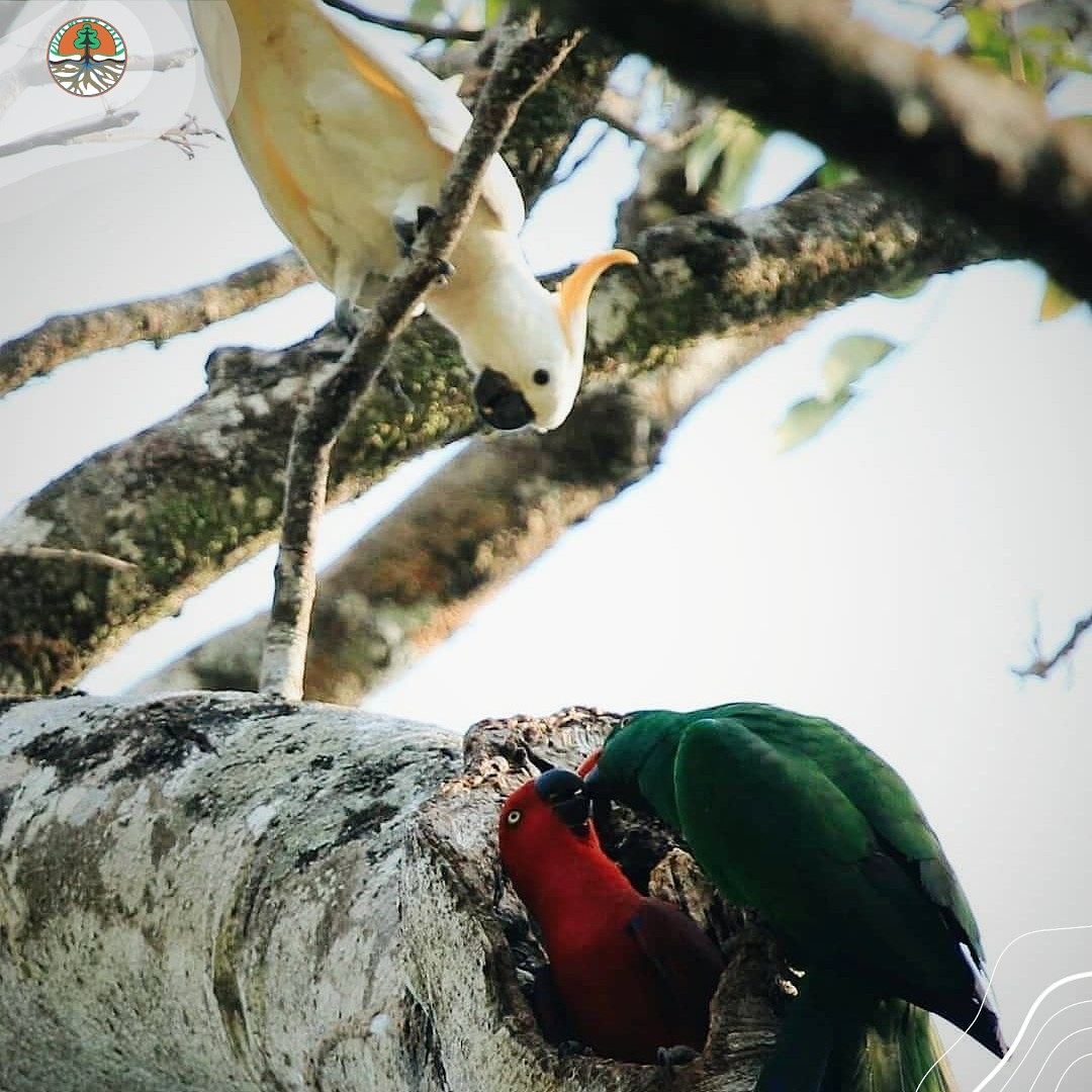 Kementerian Lhk A Twitter Kemanakah Burung Burung Saat Hujan