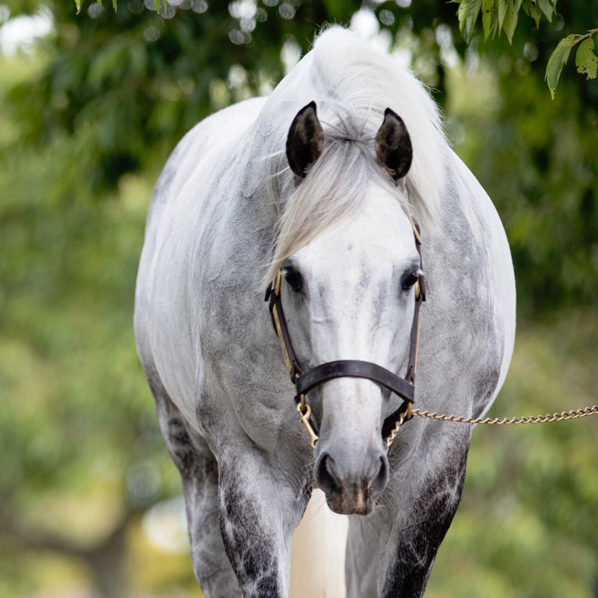 WestburyStud's tweet photo. The NZ Oaks winning #ReliableMan filly #SentimentalMiss will open the Karaka Million racecard today with @mcacajamez aboard - Good luck @_GoRacing @lisalattaracing @theoaksstud https://t.co/Hi9FVUILPD