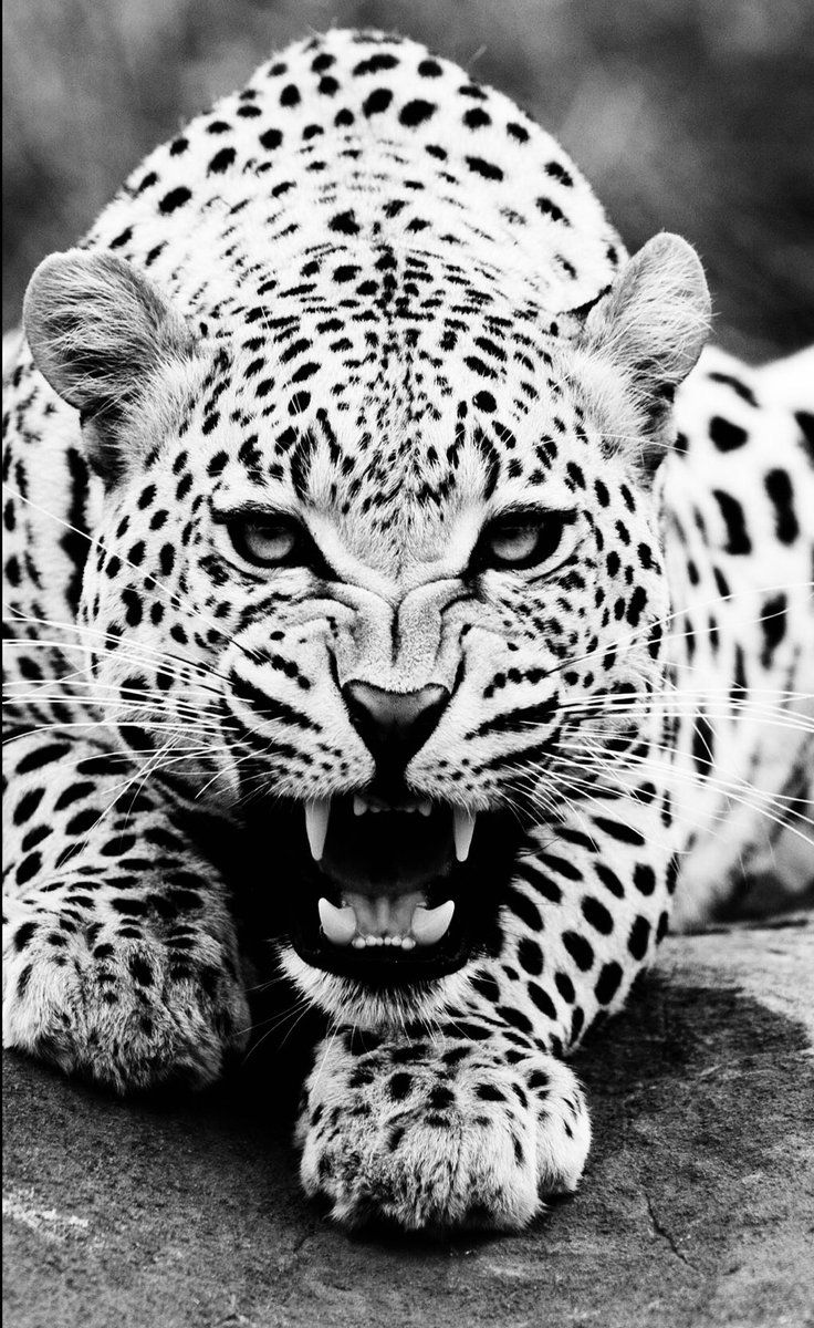 jtdubb19's tweet photo. The time is drawing near, fellas. It’s time to go hunting! #PILEUP #LETSGO @dc_jaguar https://t.co/xhnUzNTy3X