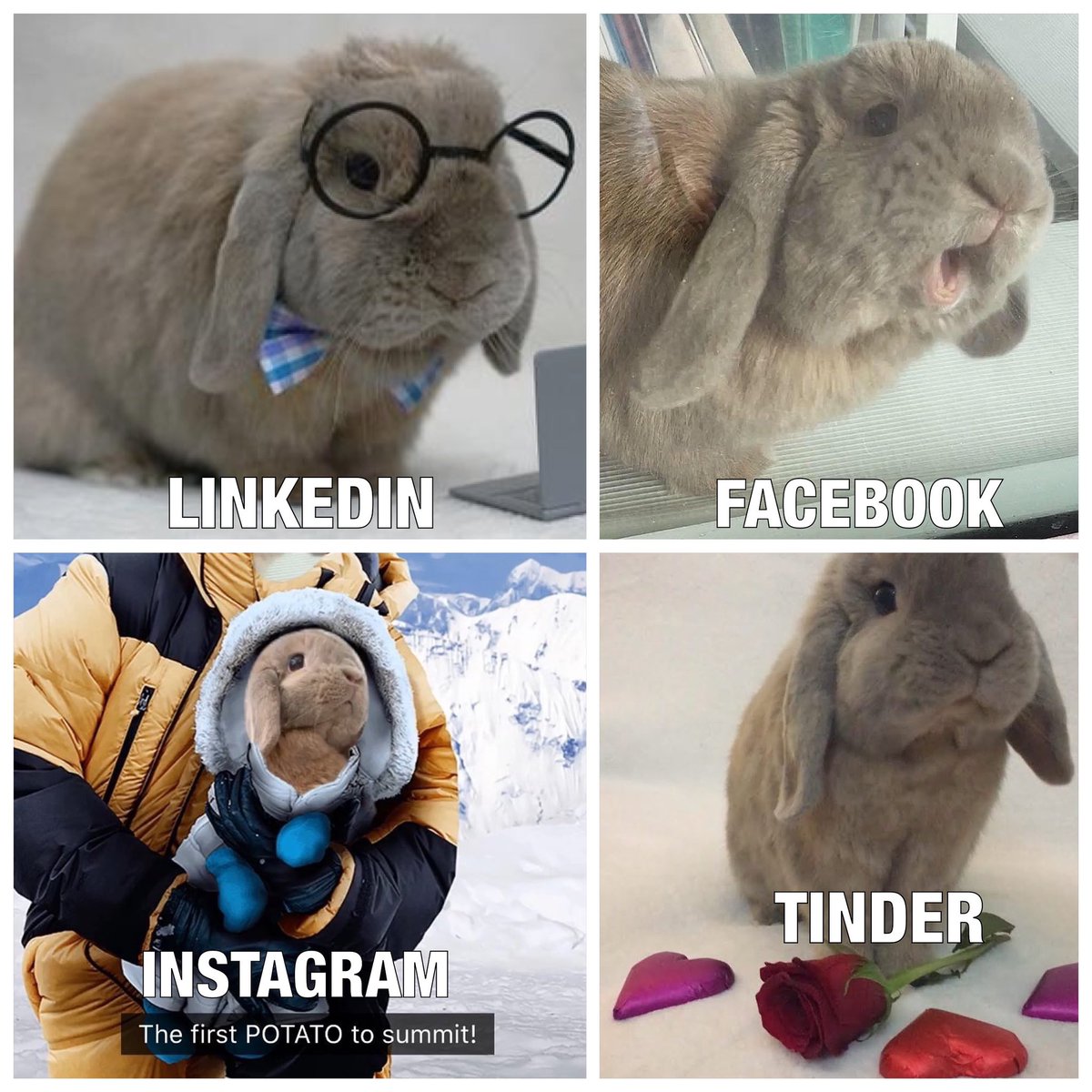 Would hire, friend, follow and swipe right! 🤣 #dollypartonchallenge