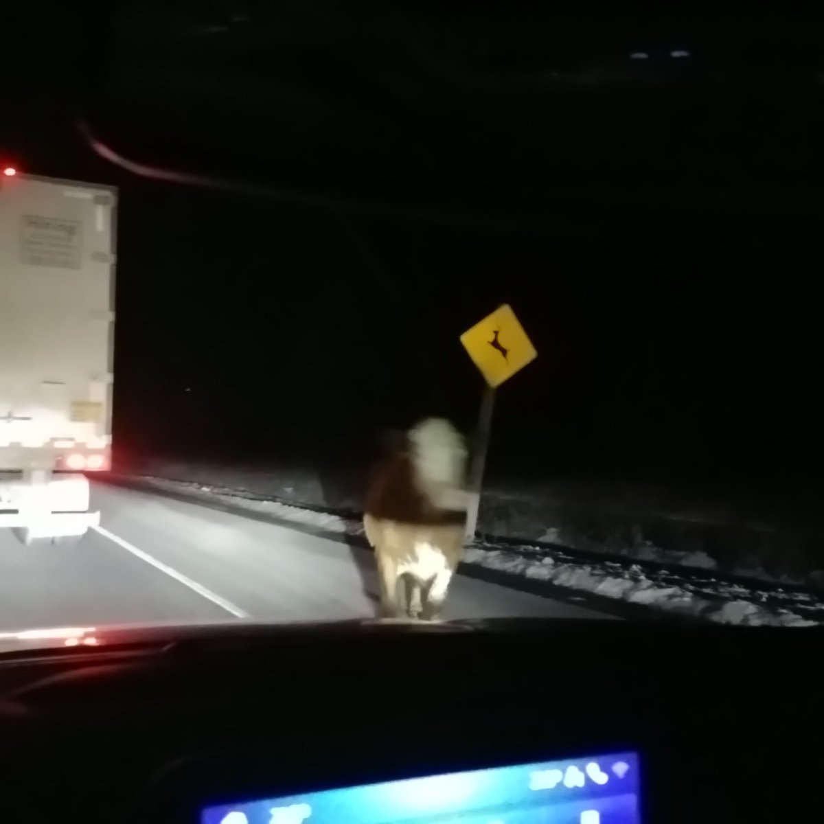 2xdoxiemom's tweet photo. @NarkPetro @VictoriaAllin @OPP_ER @OPP_COMM_ER All I got was a blurry picture. #wehavecows #401westbound https://t.co/VE4Rfs0Ncu