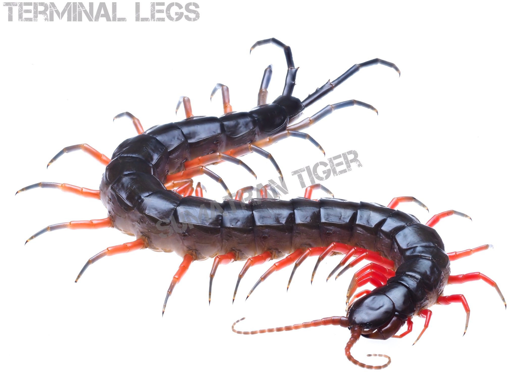 Terminal Legs ぶりくら10 9 スマトランタイガー 触角から曳航肢にかけて赤 とブルーグレーの配分が変わっていく特殊なグラデーションのムカデです Awakeより展示 販売を開始致します 恐らく日本初の展示となると思います T Co 6oayggymvf