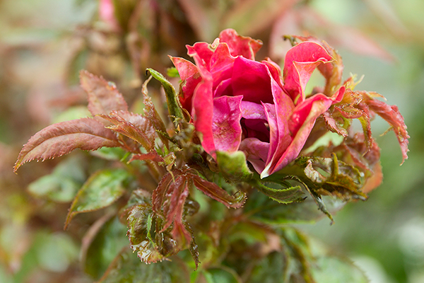 A twisted, unhealthy pink rose