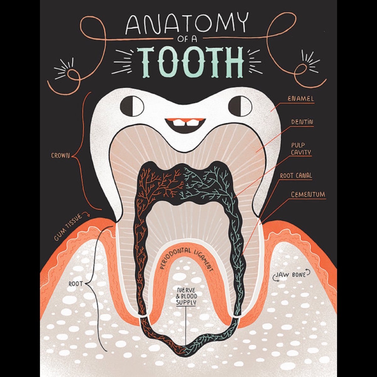 BellflowerGroup's tweet photo. The anatomy of a #tooth... #dentist #dentistry

https://t.co/wyVdhBKj7i https://t.co/5XeKr91c5o